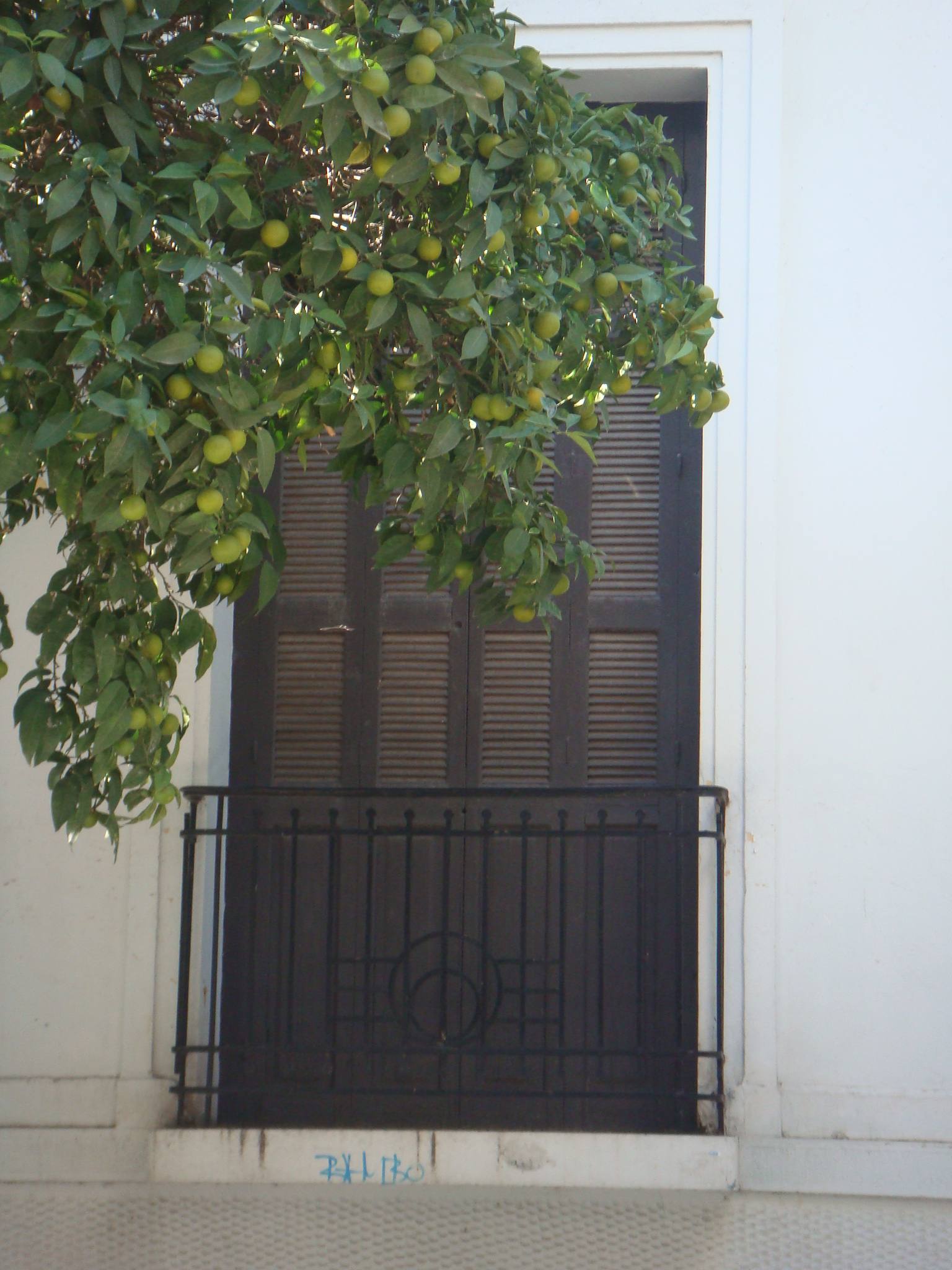 Γενική εξώστη