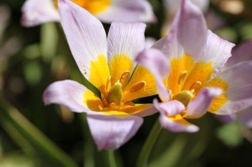 Tulipa Bakeri