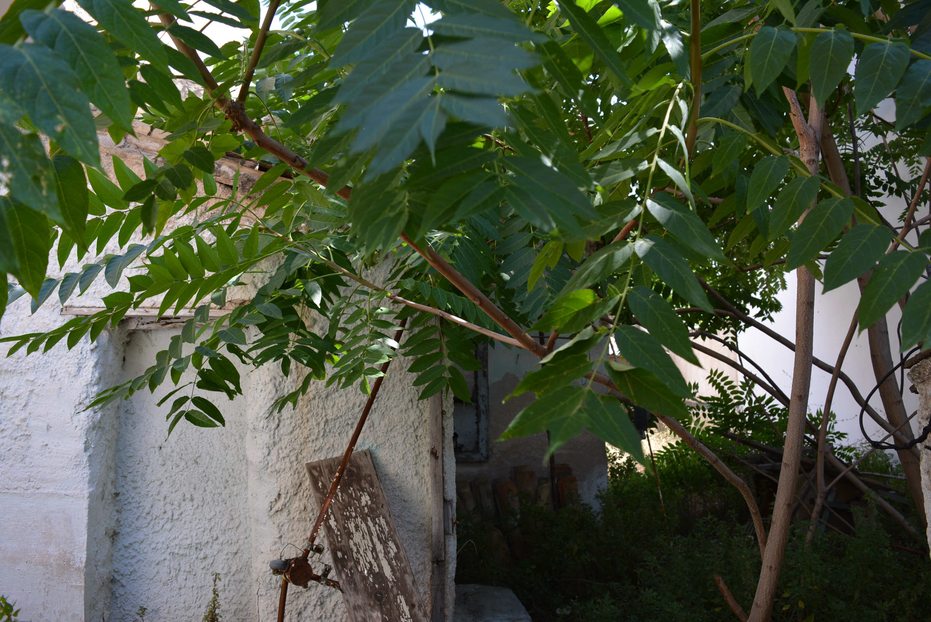 Λεπτομέρεια όψης αυλής