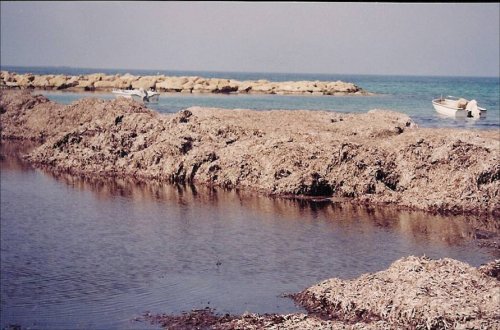 Αμφιβόλου αισθητικής παράκτια θωράκιση στη Λεμεσό
Πηγή: Ξένια Ι. Λοϊζίδου