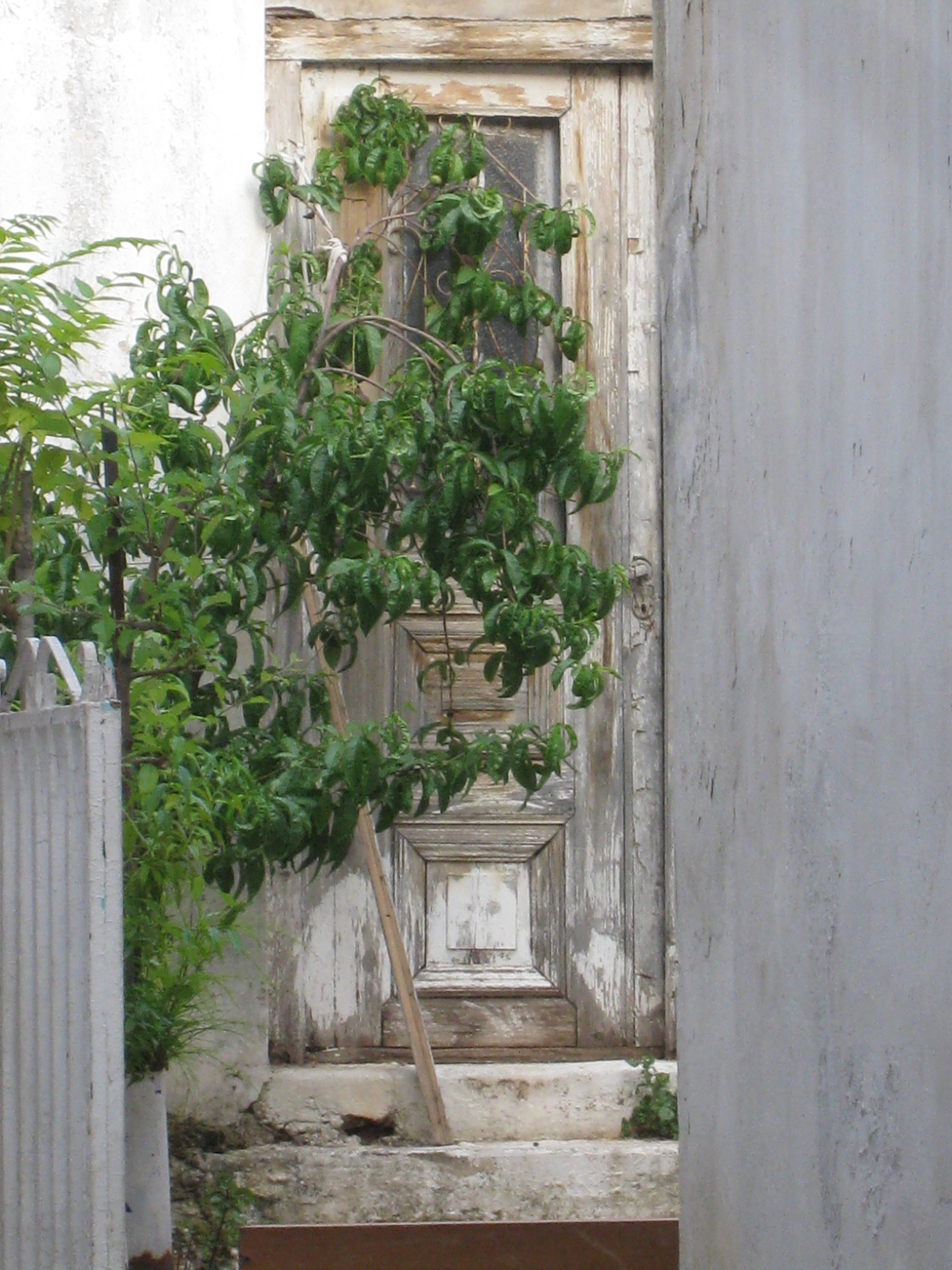 Back garden door