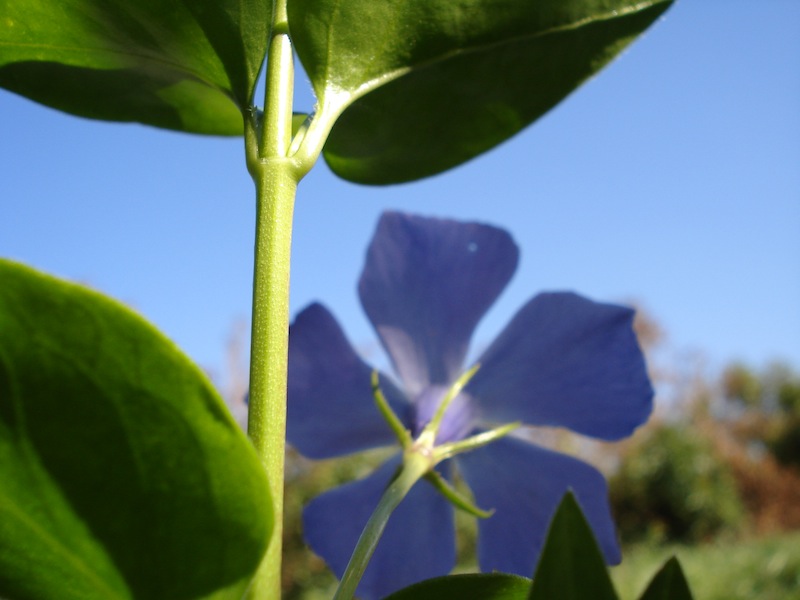 Νικήτας Ρούσσος, Κρήτη,Malva Silvestris-small