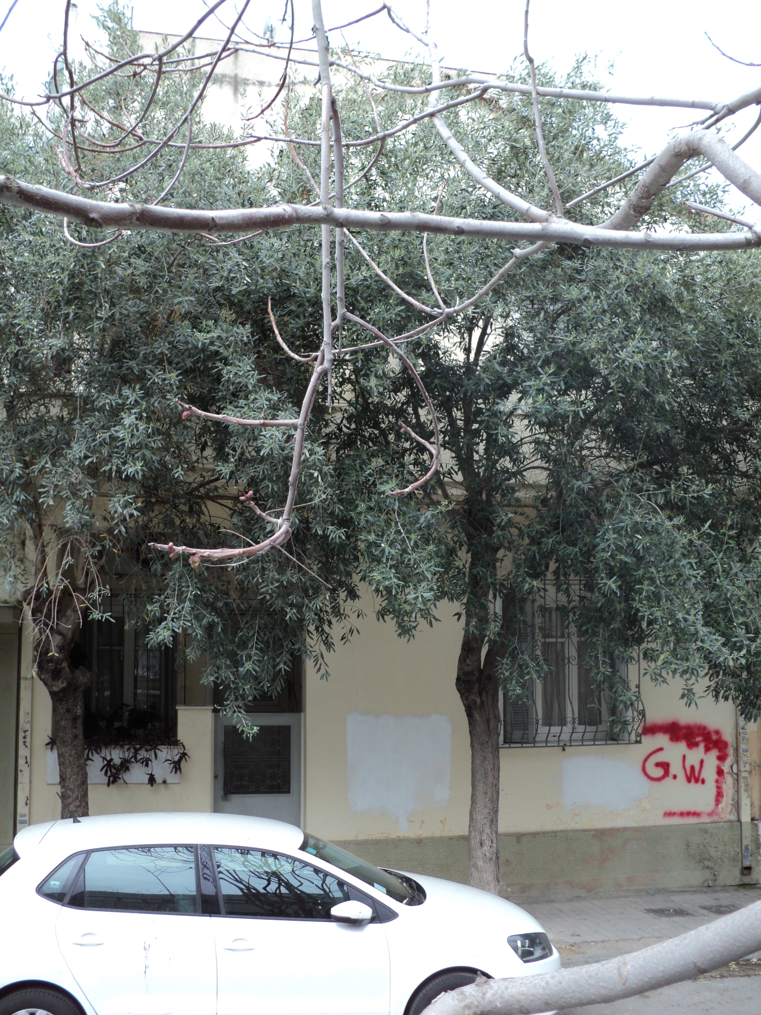 Γενική κύριας όψης