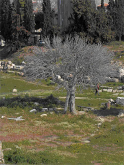 Συκιά στον αρχαιολογικό χώρο του Κεραμεικού