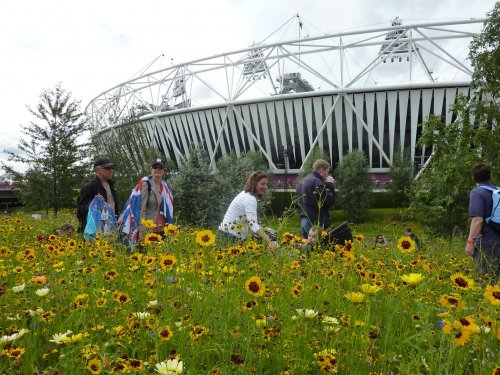 αγριολούλουδα μπροστά από το Ολυμπιακό στάδιο, Λονδίνο 2012. Πηγή: Kevin Radford