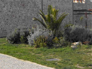 Παρτέρι με φοίνικα και θάμνους στον πεζόδρομο της Ερμού στην πλατεία Ασωμάτων