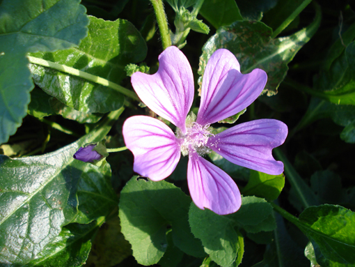 Νικήτας Ρούσσος, Κρήτη,Allium neapolitanu