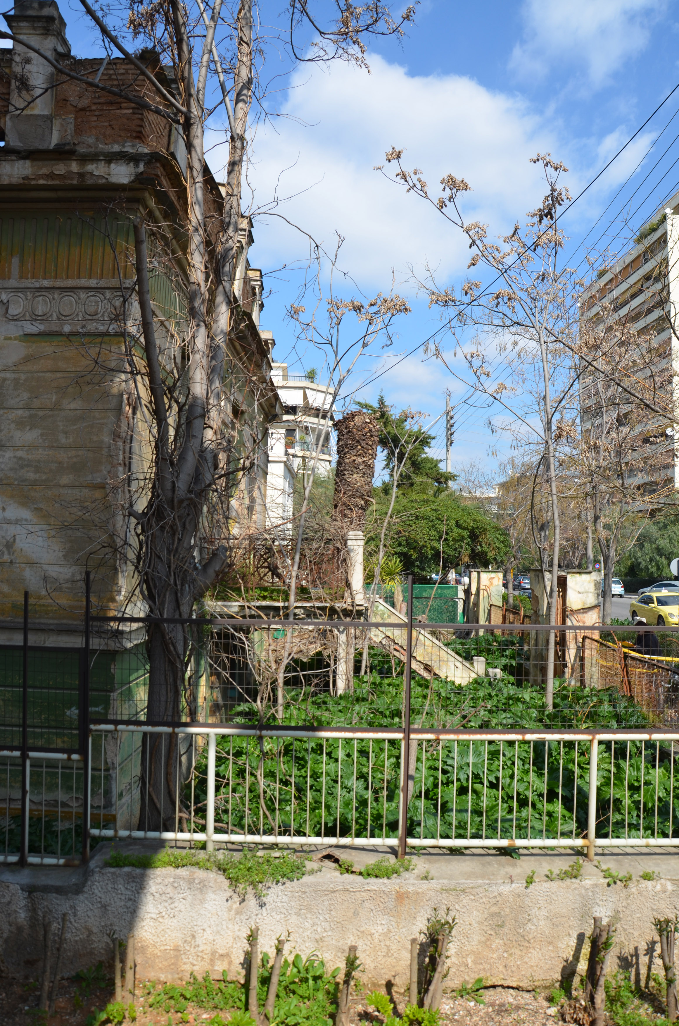 View of the garden