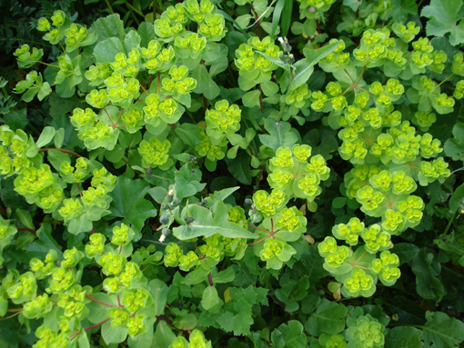 Νικήτας Ρούσσος, Κρήτη,Allium neapolitanu