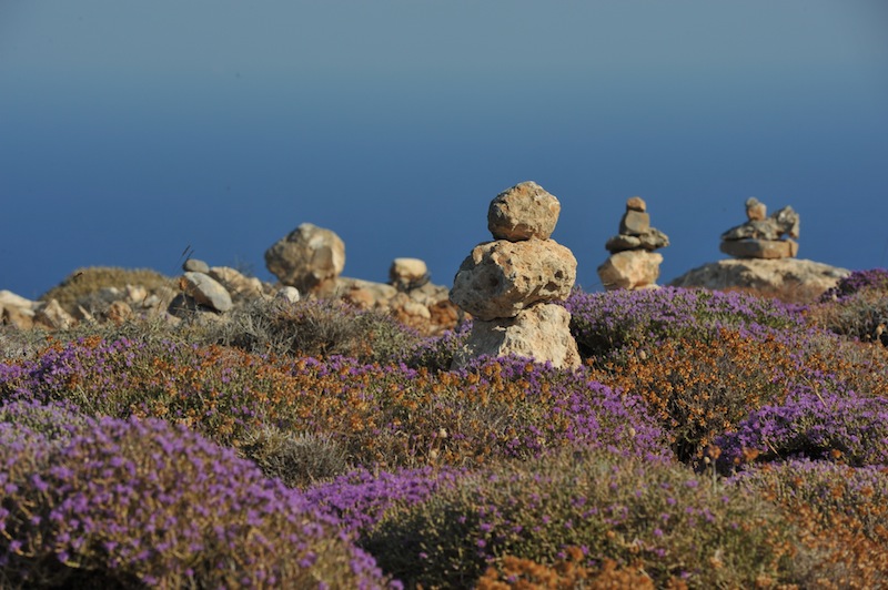 Νικήτας Ρούσσος, Κρήτη,Vinca major