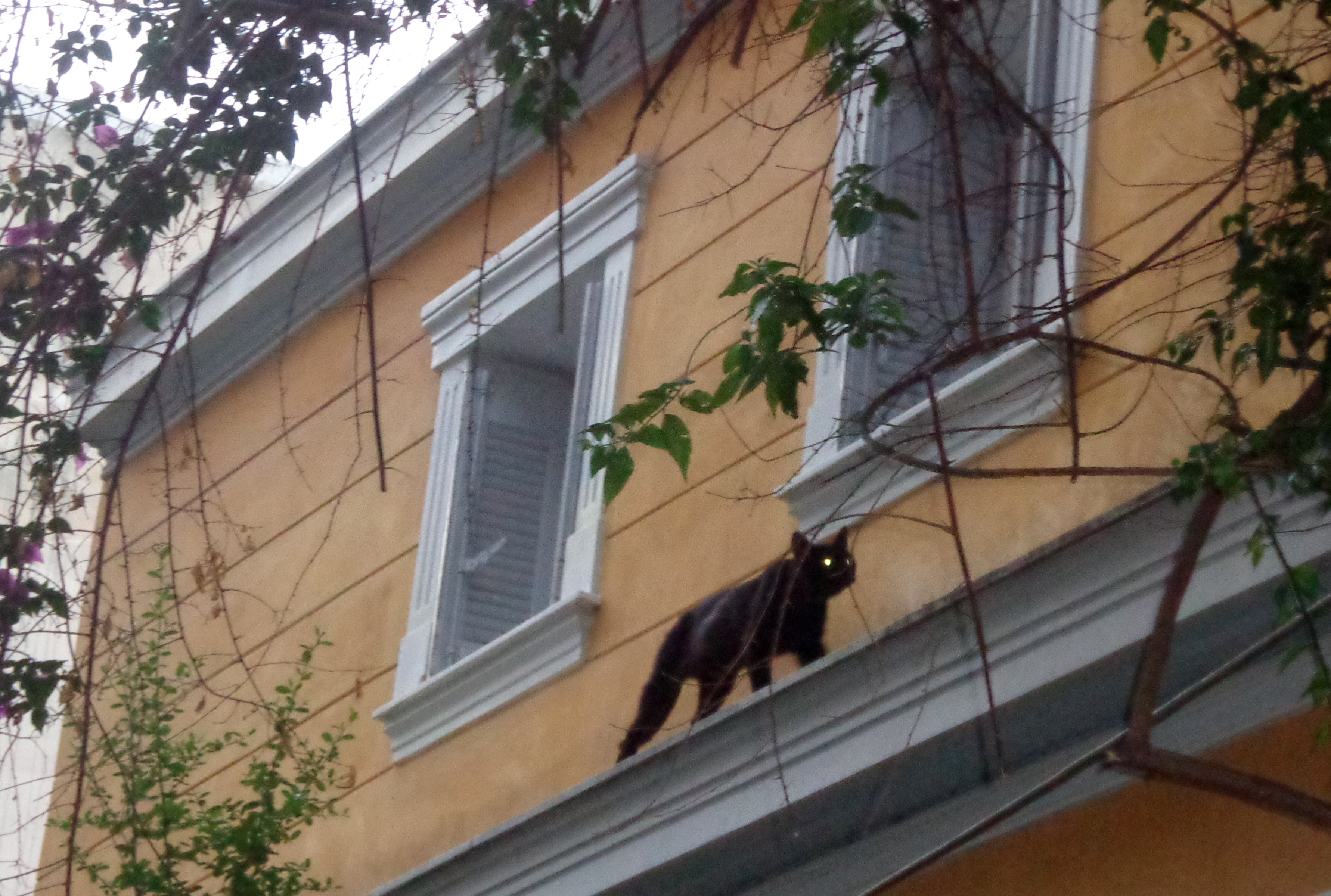 Λεπτομέρεια όψης