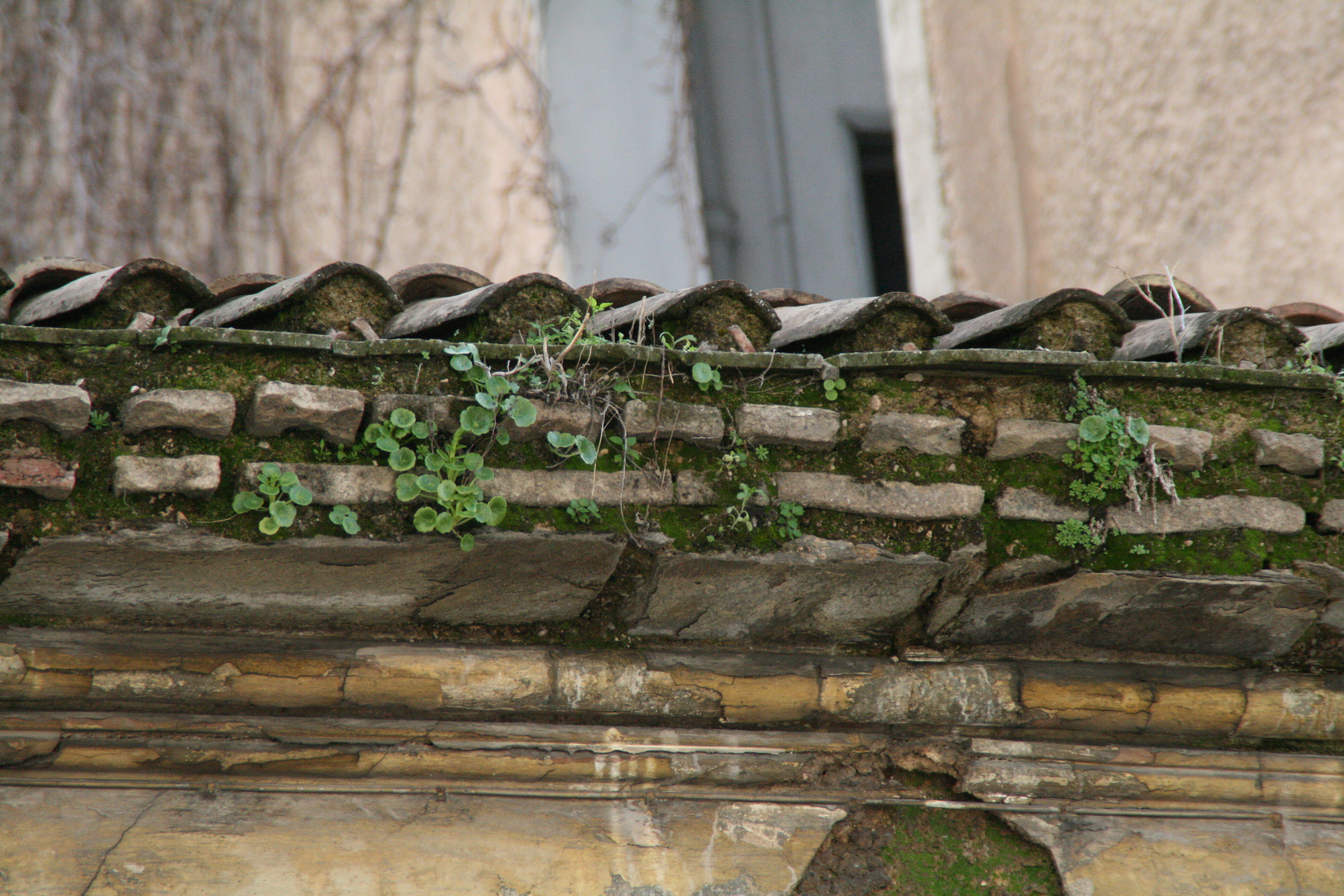 Detail of the roof (2014)