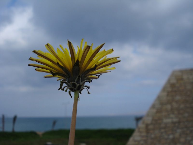 Νικήτας Ρούσσος, Κρήτη,Euphorbia helioscopia