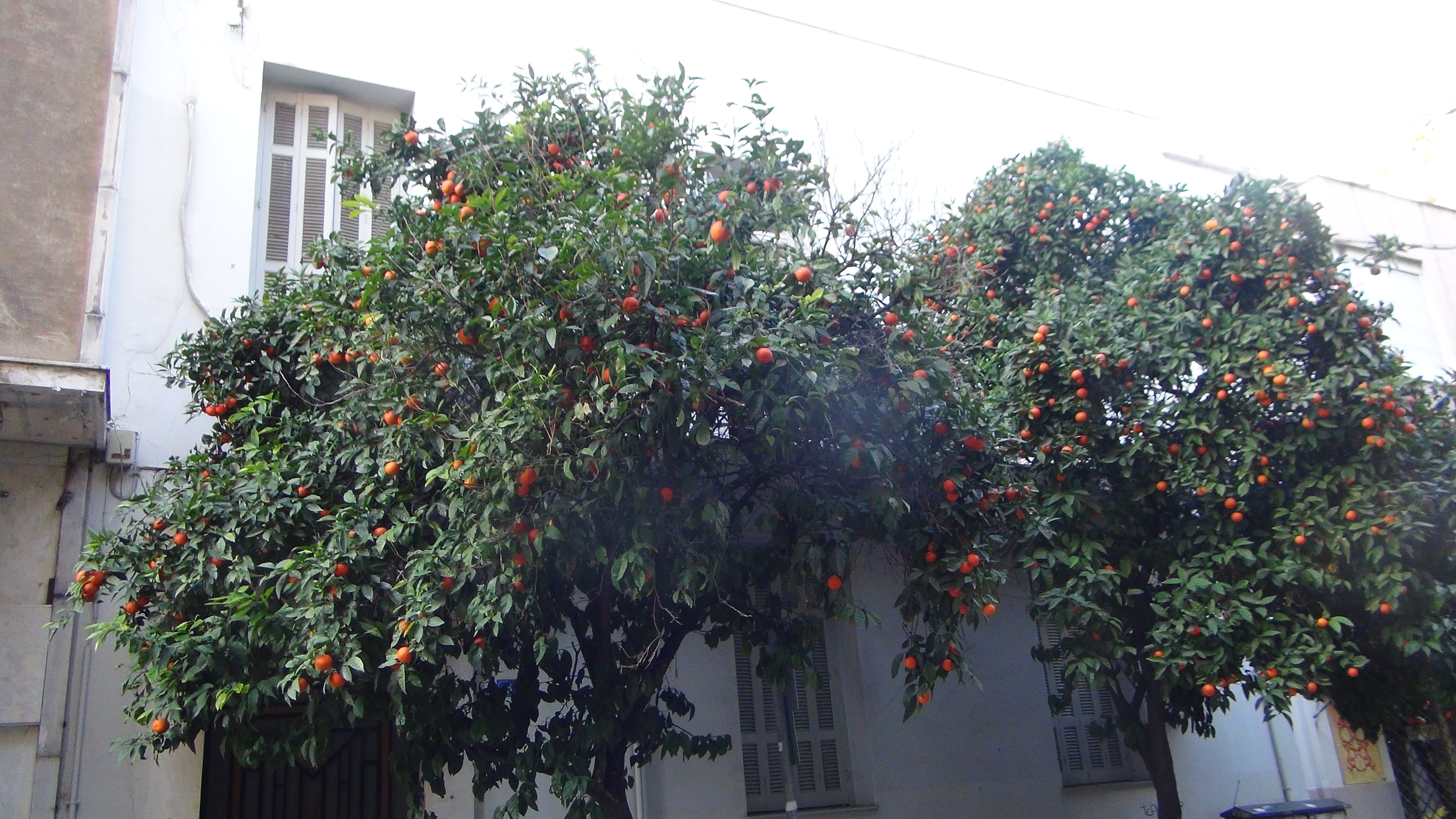Γενική κύριας όψης