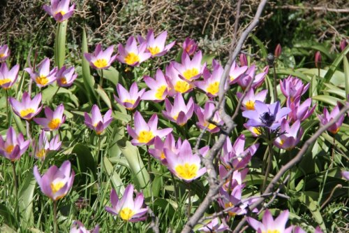 Tulipa Bakeri